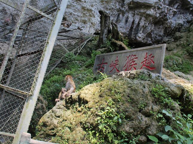 金刀峽古俠(xia) 猴趣